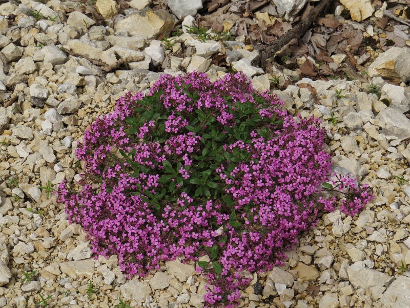 (12) Rock Soapwort.JPG